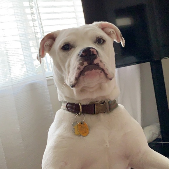 Meet your Posher, Hugo - Picture 1 of 1